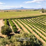 DJI_0860